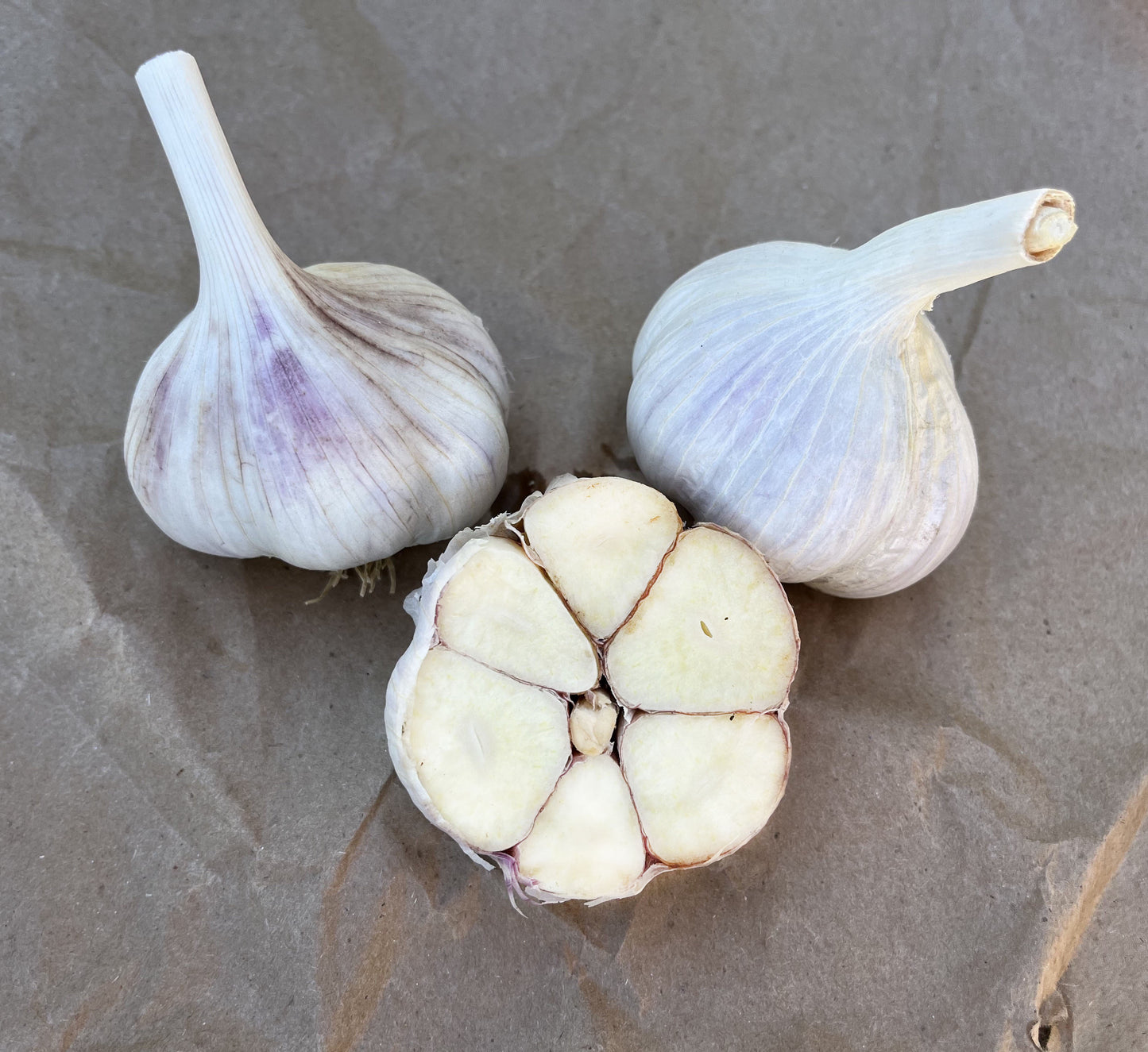 Seed Garlic