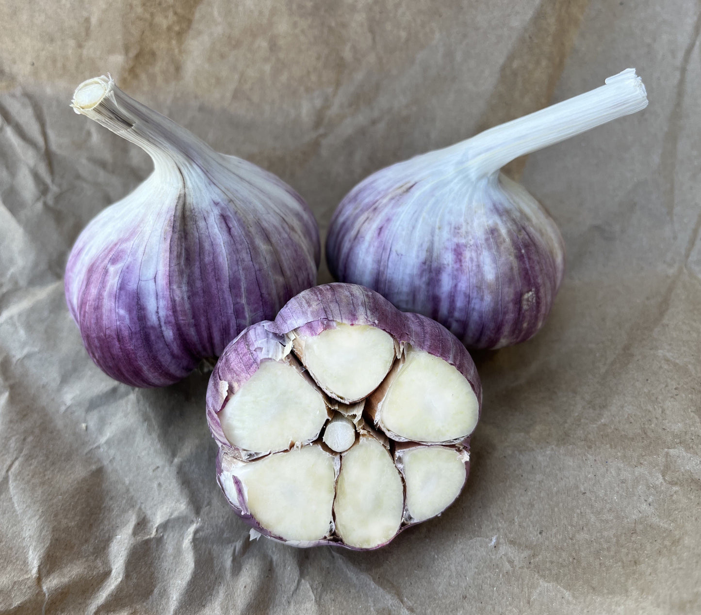 Seed Garlic