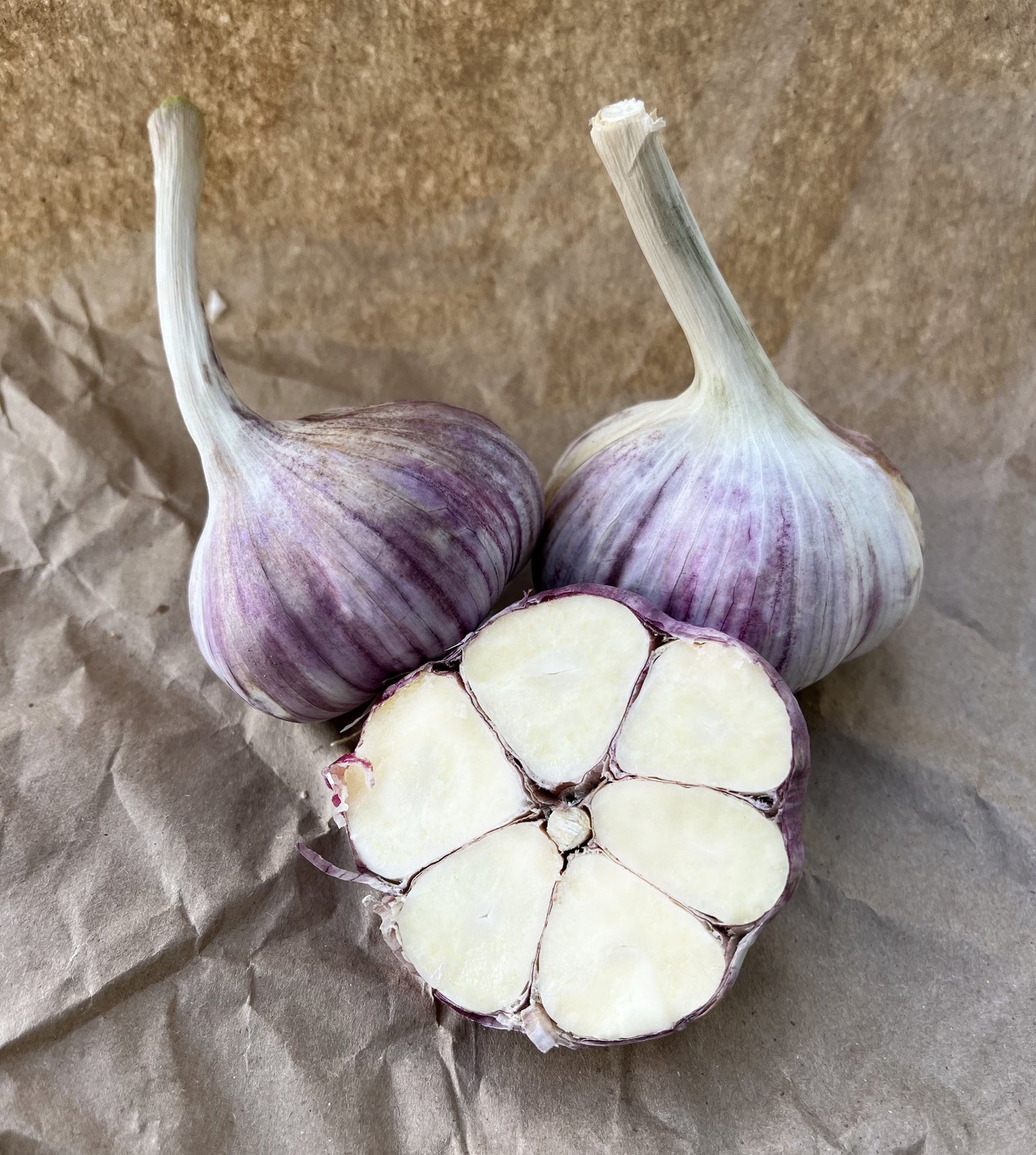 Seed Garlic