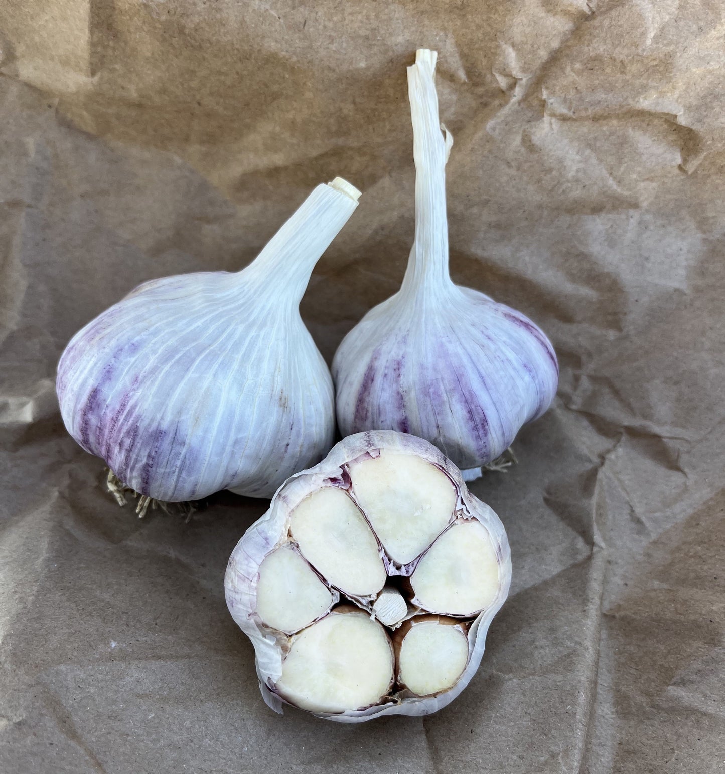 Seed Garlic