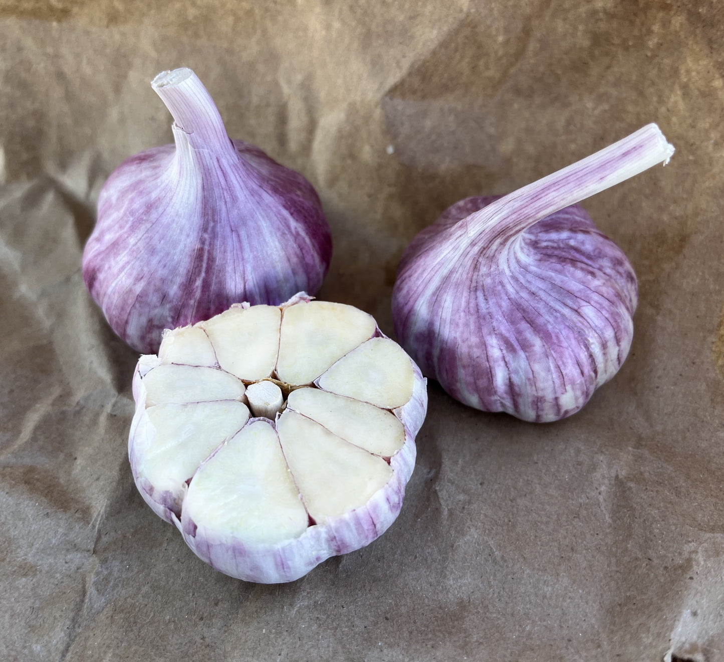 Seed Garlic