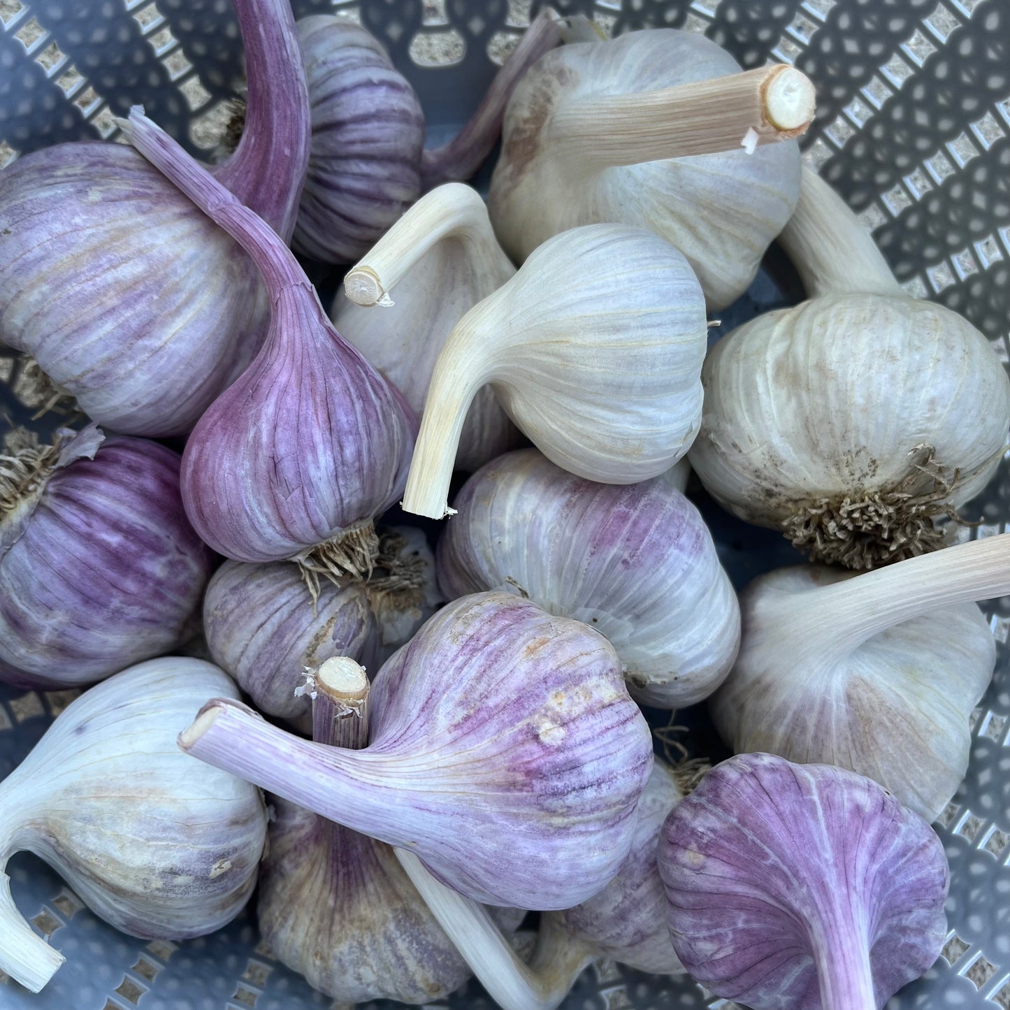 Seed Garlic