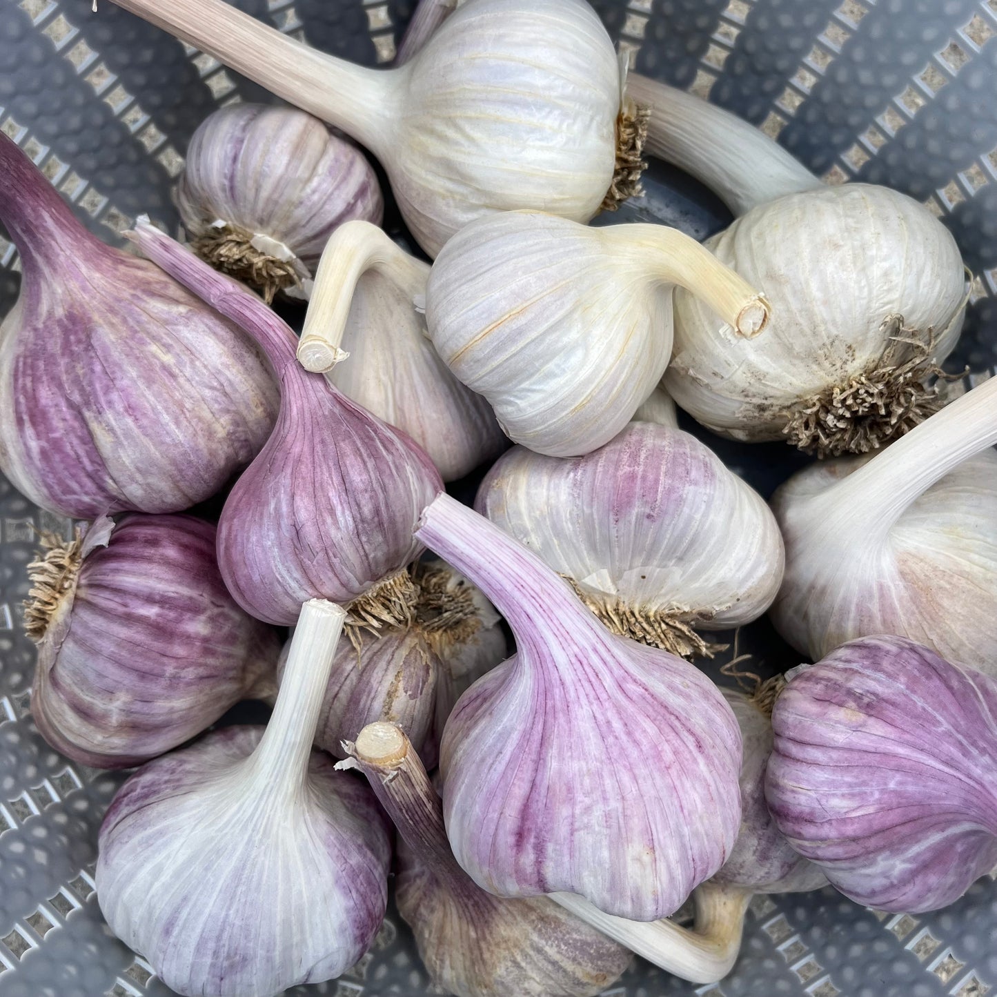 Seed Garlic